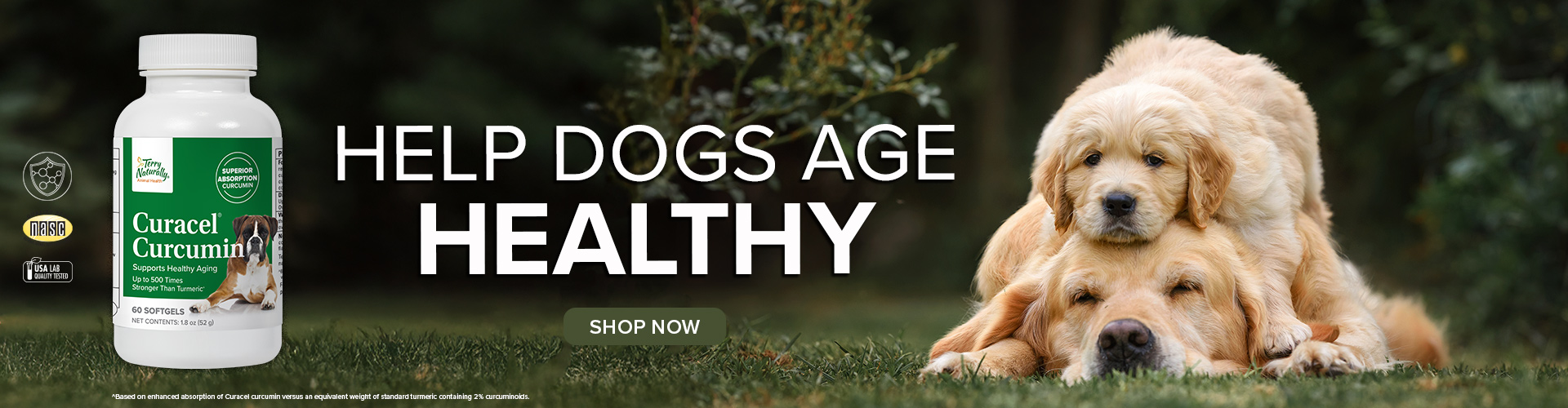Help Dogs Age Healthy