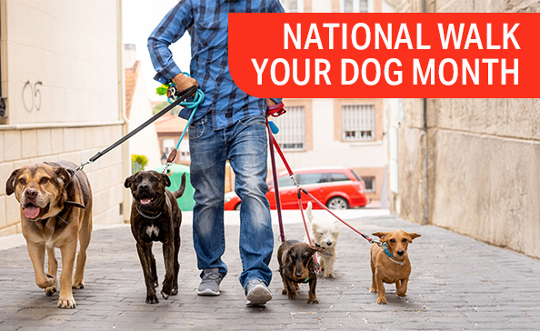 National Walk Your Dog Month