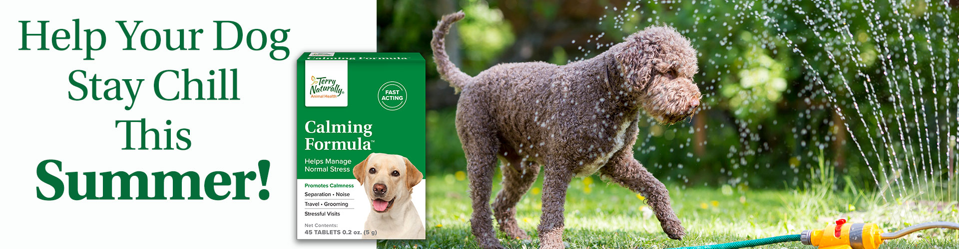 Help Your Dog Stay Chill This Summer!