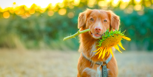 Can Dogs Have Allergies?