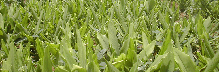 IMAGE: Turmeric grown in northeast India