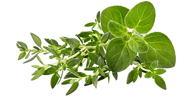 Oregano plant