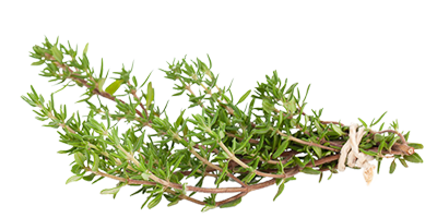 Thyme plant