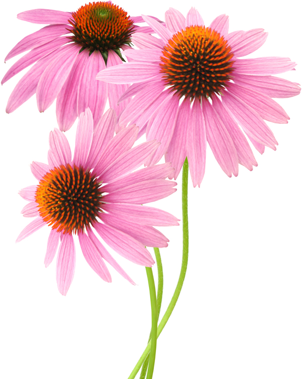 Echinacea