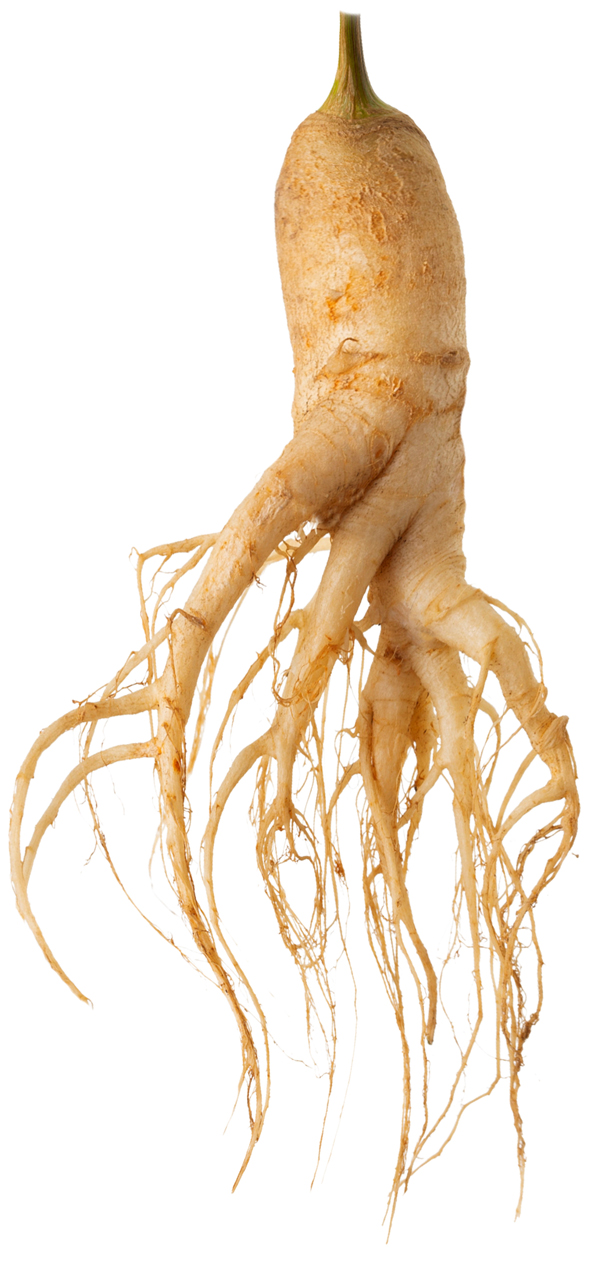 Red Ginseng Root