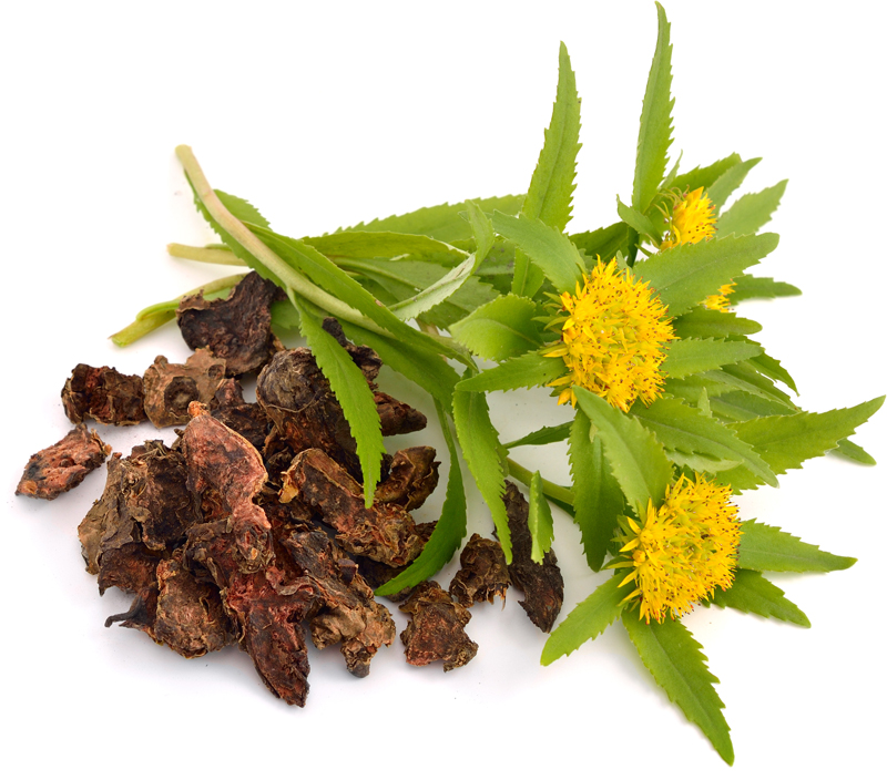 Rhodiola