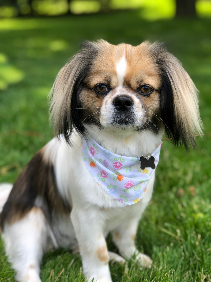 Grooming Dog