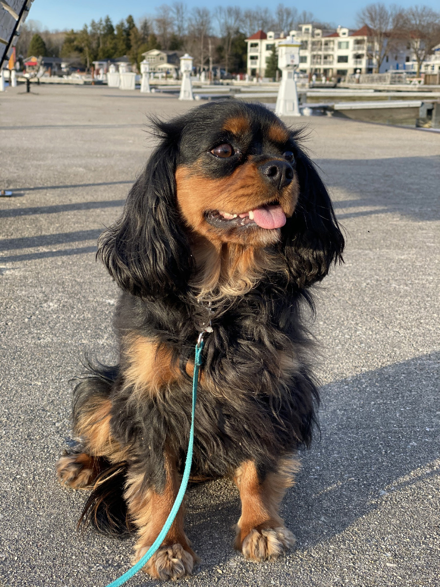 Dog Vaccines
